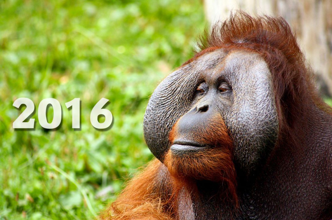 Das Jahr des Affen